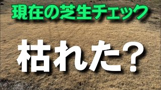 芝生枯れたのか？休眠なのか？ 高麗芝、ティフトン、セントオーガスチングラス