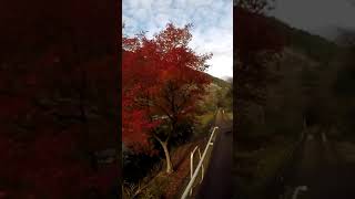 【嵯峨野トロッコ列車公式】沿線風景(2021年12月6日)【桜トンネルの紅葉】【保津川下り】 #Shorts