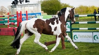 Homozygous Dutch Warmblood Tobiano Stallion At Stud Solaris Buenno