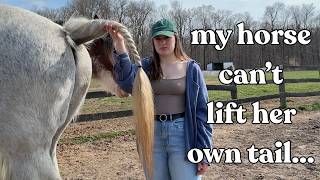 Everything Wrong With Tail Docking in Draft Horses
