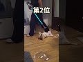 柴犬さんの動画見て笑ったら寝ろwwwwwwwwww