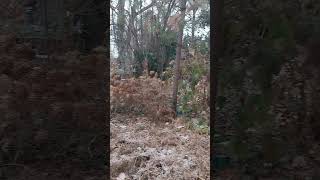 Hydrangeas in winter dormancy, in January - #hydrangea  #winter #wintergardening #nature #gardening