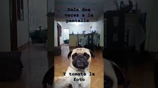 CUIDADO🐶🐶🐶EL PERRO TE PUEDE MORDER