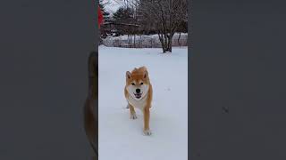 雪が嬉しくてハイテンション柴犬　 #柴犬 #おもしろ犬動画