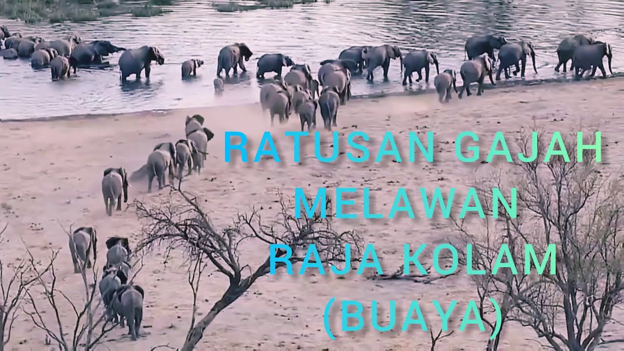 Ketika Ratusan Gajah Mengamuk Buaya {raja Kolam} Pun Tak Berkutik ...