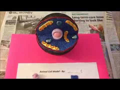 How to Make an Animal Cell Model Easily How to Make an Animal Cell Model Easily