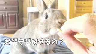 うさぎは勘づく事が出来る  ちょっぴり寂しがり屋#245