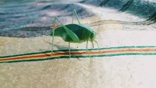 Grasshopper# പുൽച്ചാടി വീട്ടിൽ വന്നാൽ നല്ലതാണുപോലും.. അറില്ല..