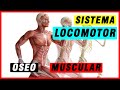 Sistema Locomotor Sistema Oseo, Sistema Muscular - Salud de Hoy