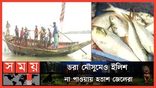 চাঁদপুরের পদ্মা-মেঘনায় নেই রূপালি ইলিশ | Ilish | Chandpur Ilish | Padma | Meghna | Somoy TV