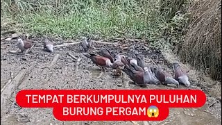 MENJARING PULUHAN BURUNG PERGAM DILOKASI SEPERTI INI GA ADA HABISNYA‼️#berburu #viralshort #borneo