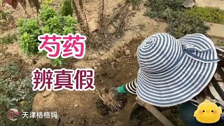 怎样辨别药用芍药和观赏芍药？从根块看出来