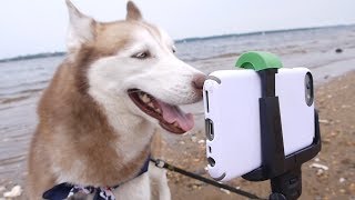 Cute Husky Learns How to Take Selfies!