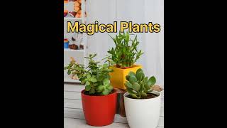 MAGICAL PLANTS😳