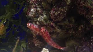 Firecracker Trimma Gobies in love. - (Trimma rubromaculatus) @ Reef Corals \u0026 Critters Harrogate