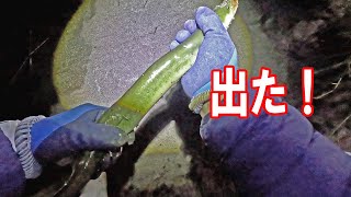 この時期の大型をねらってみた結果！　【うなぎ釣り】