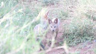 Young Black-backed jackal. Also called the Silver-backed jackal