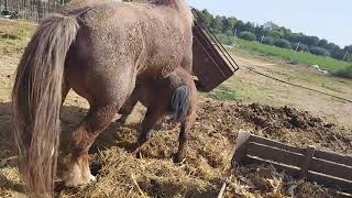 The Horse Mates