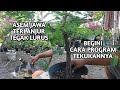 EXTRIM ‼️ CARA MUDAH MENEKUK BAHAN BONSAI ASEM JAWA BATANG LURUS