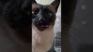 シャム猫がチュールを食べるまでの道のり #シャム猫ひおろ #cat