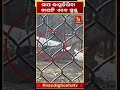 ଅସୁସ୍ଥ ଥିବା ବାଘଟି ସୁସ୍ଥ ହୋଇ ତାର ଖୁଆଡ଼ରେ ବୁଲୁଛି shorts