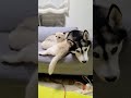 強引にハスキー犬と一緒に寝ようと子猫がこつら…笑 shorts