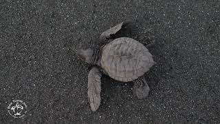 Sea Turtle Mass Nesting?! | Olive Ridley | Sea Turtle Week | Sea Turtle Inc