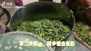 中国山东日照绿茶制作过程