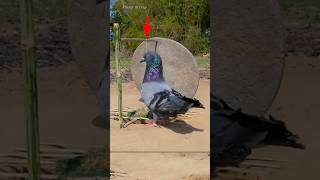 Pigeon trap | bird trap | pigeon trap door #shorts #youtubeshorts