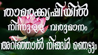 Lotus Farming Kerala | താമര കൃഷി | മാസം വരുമാനം 30,000 രൂപ | Thamara Farm