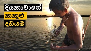 දියකාවාගේ කකුළු දඩයම | crab hunting | janaka