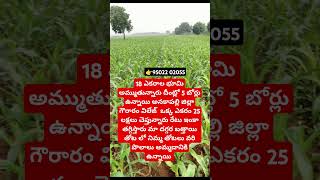 #18 ఎకరాల వ్యవసాయ భూమి అమ్ముతున్నారు తక్కువ రేట్ కి ఉన్నది తెలంగాణలో