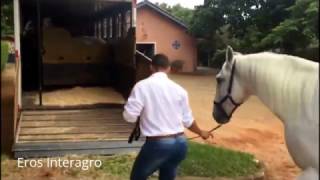 Working Equitation Horses/Cavalos de Equitação de Trabalho