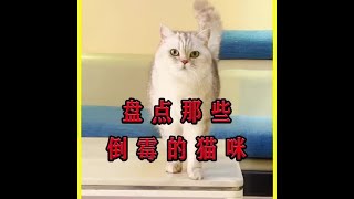 盘点那些倒霉的猫咪，意外和委屈总是来的那么突然！#萌宠 #猫咪