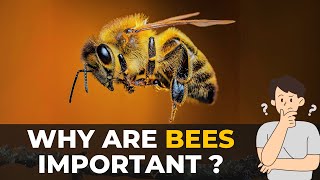 The Importance of Bees in Our Ecosystem | The Planet Voice