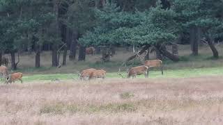 Edelherten bij het bosje van Staf