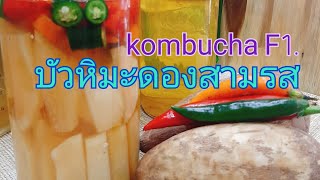 #kombucha F1.บัวหิมะดองสามรส ep.63