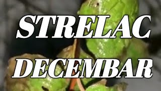 STRELAC HOROSKOP DECEMBAR 2024