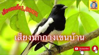 เสียงนกกางเขนบ้าน เสียงคมชัด1,000%ไม่มีโฆษณา