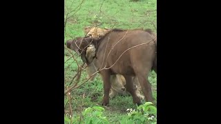 獅子捕獲水牛，水牛同伴奮力營救，最終救出水牛 #野生動物零距離 #神奇動物在抖音 #動物解說 #獅子 #水牛