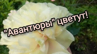 Цветение моих пионов- 