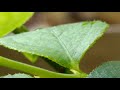 Hoja de Arándano⌚