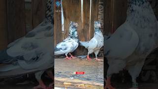 চটিয়াল মাদ্রাসী পায়রা সেল হবে 👇।।Chotiyal Madrasi Pigeon 👇🕊️❤️🔥comment👇👇#kobutor #pigeons #birds