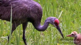 Grand Bay NERR/NWR Nature's Notebook Phenology Monitoring Program