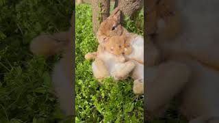 Little bunny nestled in mother's arms #cute #pet #pets  #animals #rabbit  #tiktok