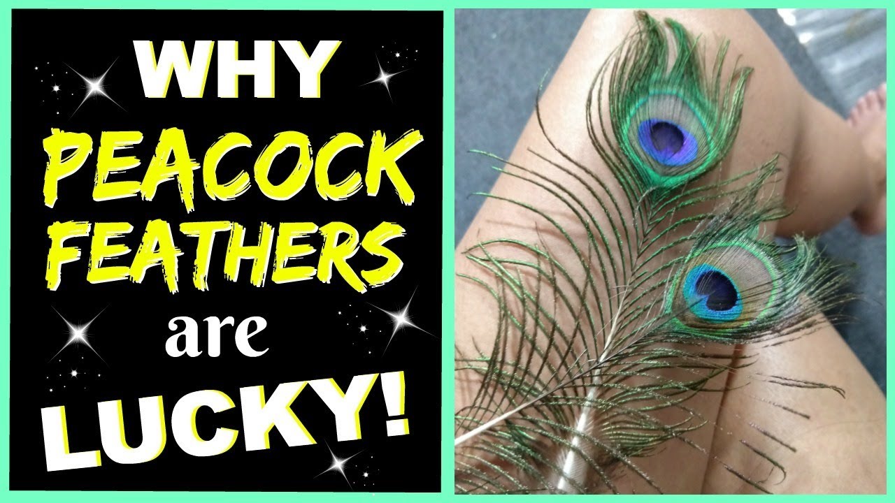 Krishna Peacock Feather Symbolism