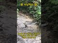 shorts ep.164 뱀이 뱀을 먹으면 맛있나 뱀 사냥하는 코브라 a snake attacks a snake