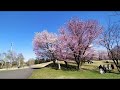 公園は春を桜花 さっぽろ四季物語