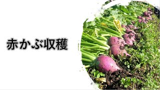 2020.11.9 赤かぶ収穫👩‍🌾