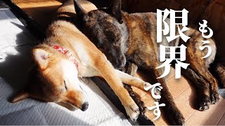 一見微笑ましく重なって寝ているけど実は！？【甲斐犬・柴犬】